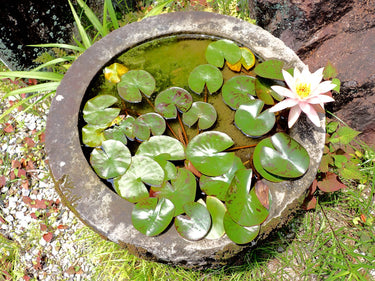 5 BOWL LOTUS Mixed Colors Dwarf Nelumbo Nucifera Aquatic Flower Seeds